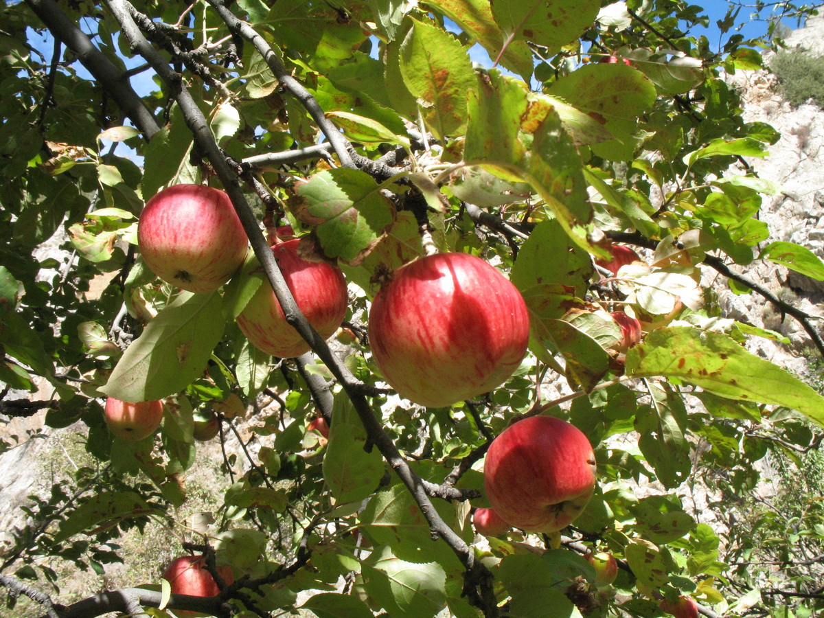 Изображение особи Malus sieversii.