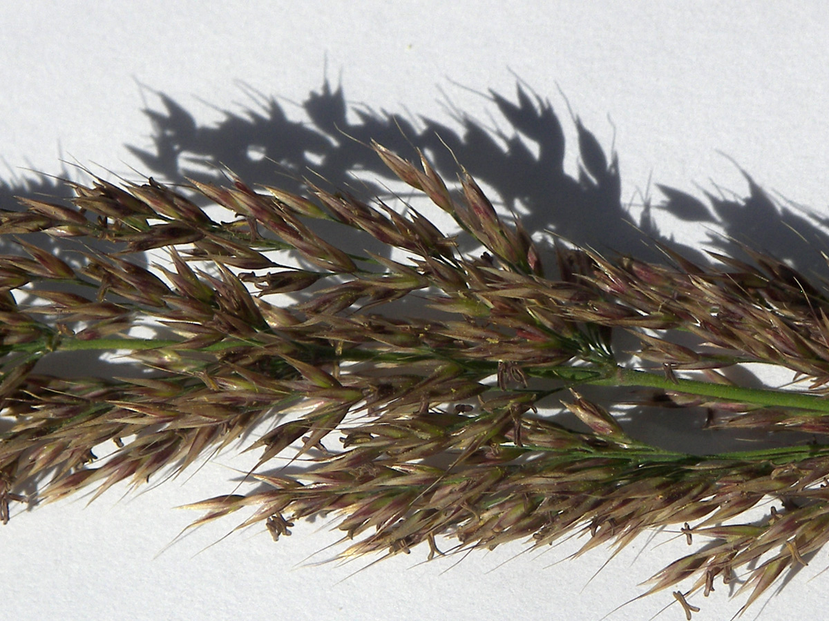 Image of Calamagrostis caucasica specimen.