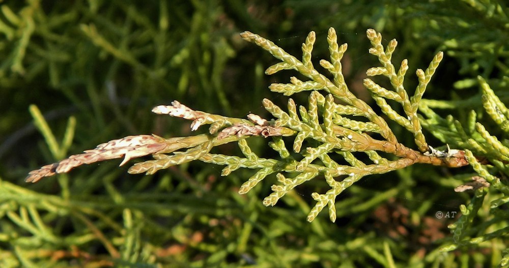 Image of Juniperus &times; pfitzeriana specimen.