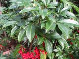 Ardisia crenata. Верхушка ветви с плодами. Австралия, г. Брисбен, ботанический сад. 12.09.2015.