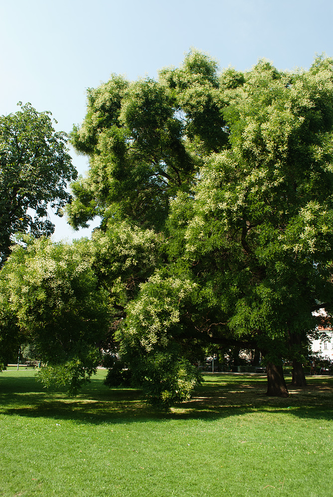 Изображение особи Styphnolobium japonicum.