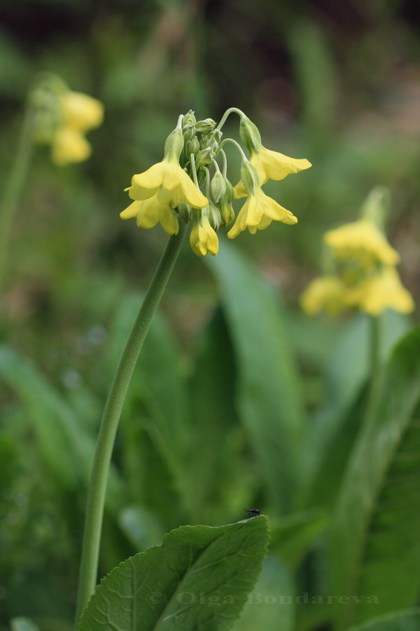 Image of Primula sikkimensis specimen.