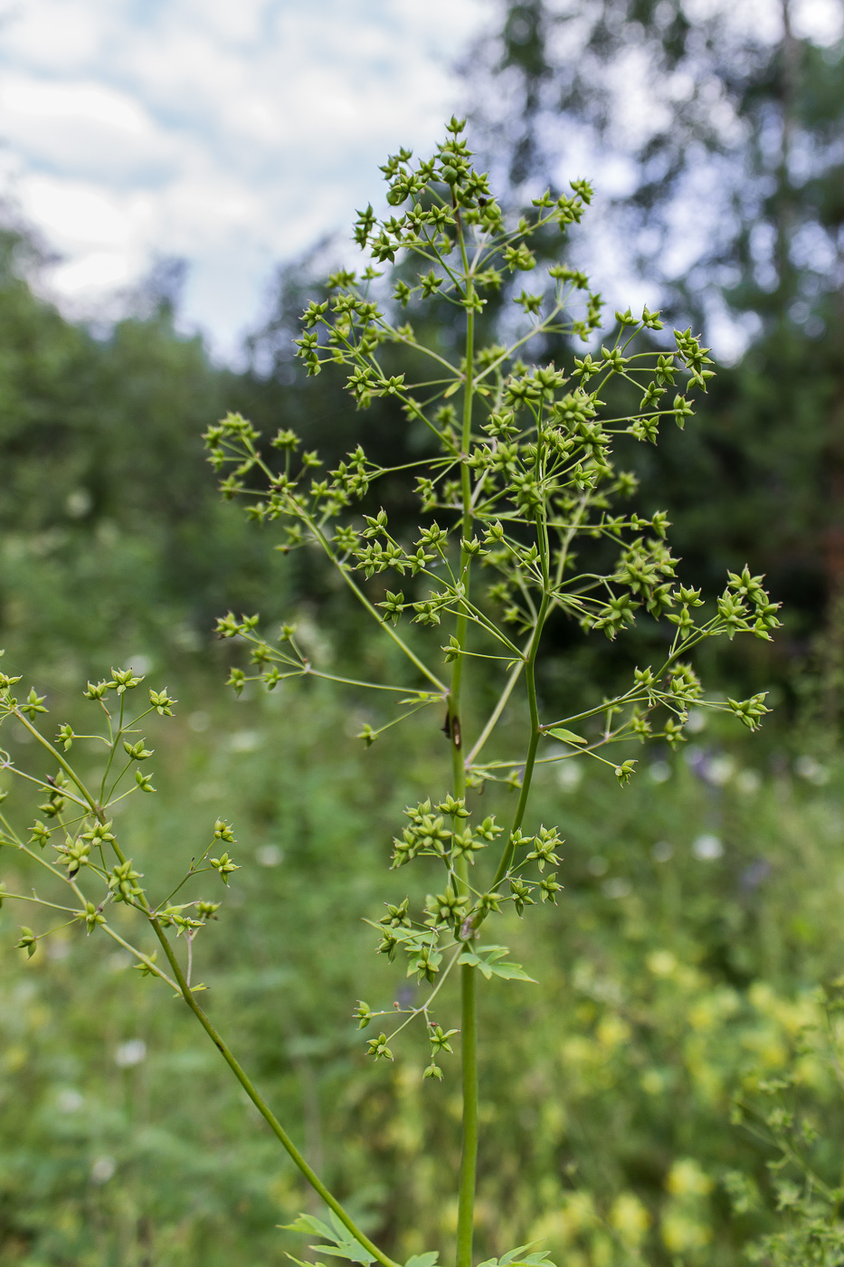 Image of Thalictrum minus specimen.