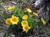 Adonis vernalis