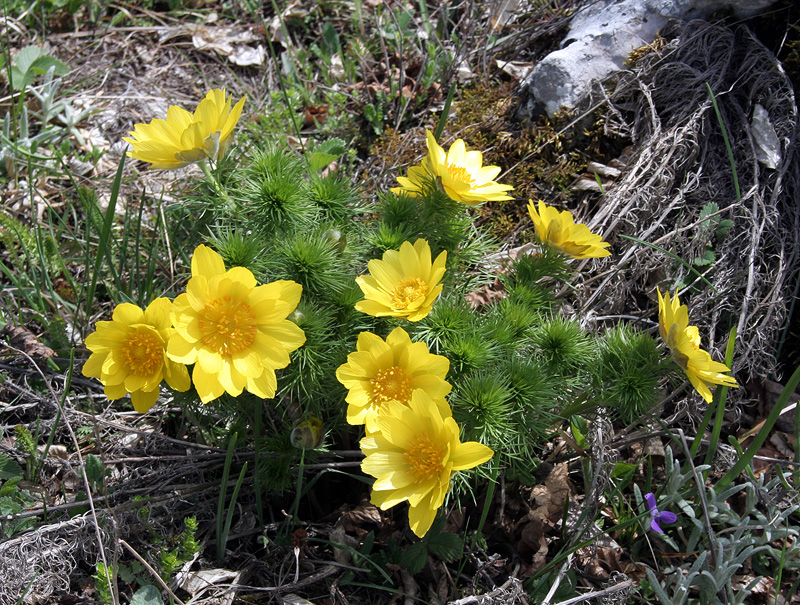 Изображение особи Adonis vernalis.