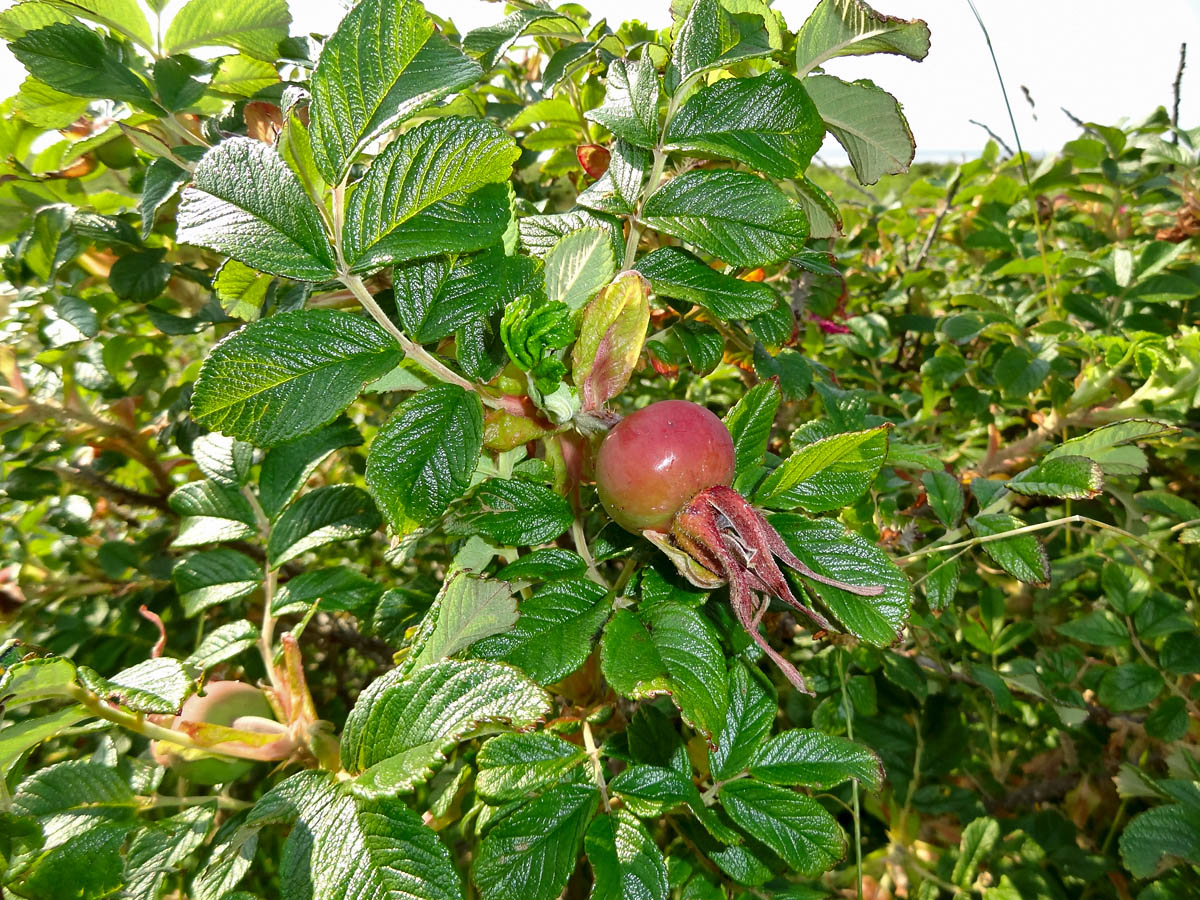 Изображение особи Rosa rugosa.