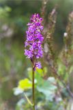 Gymnadenia conopsea