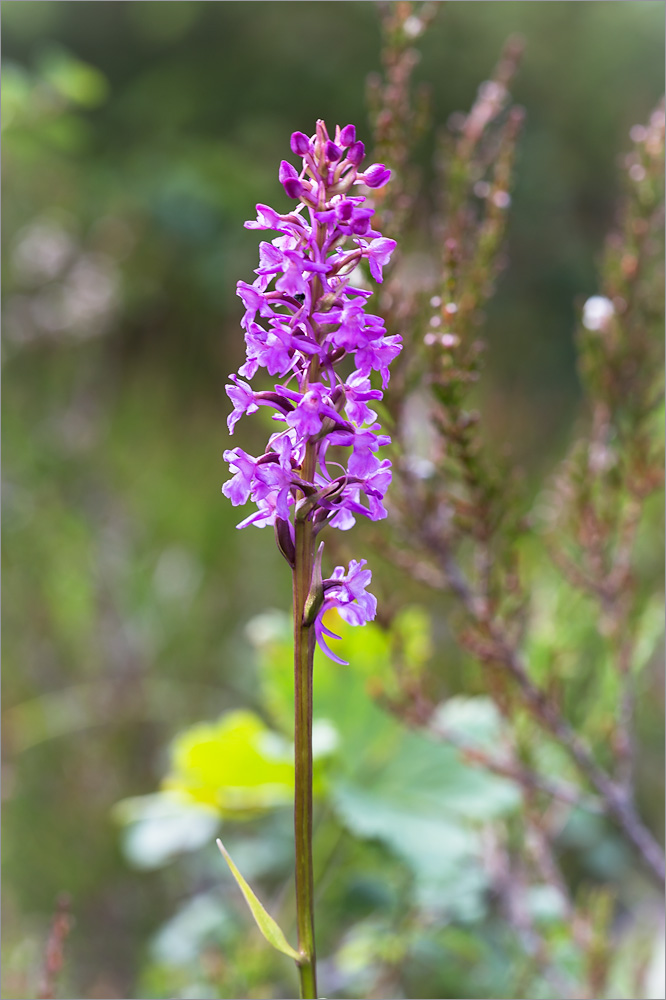 Изображение особи Gymnadenia conopsea.