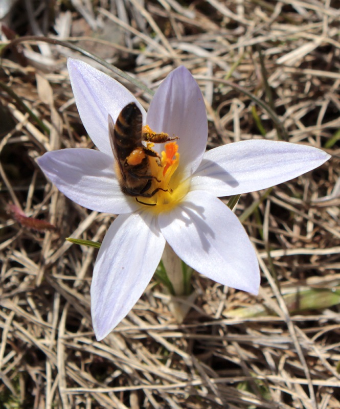 Изображение особи Crocus reticulatus.