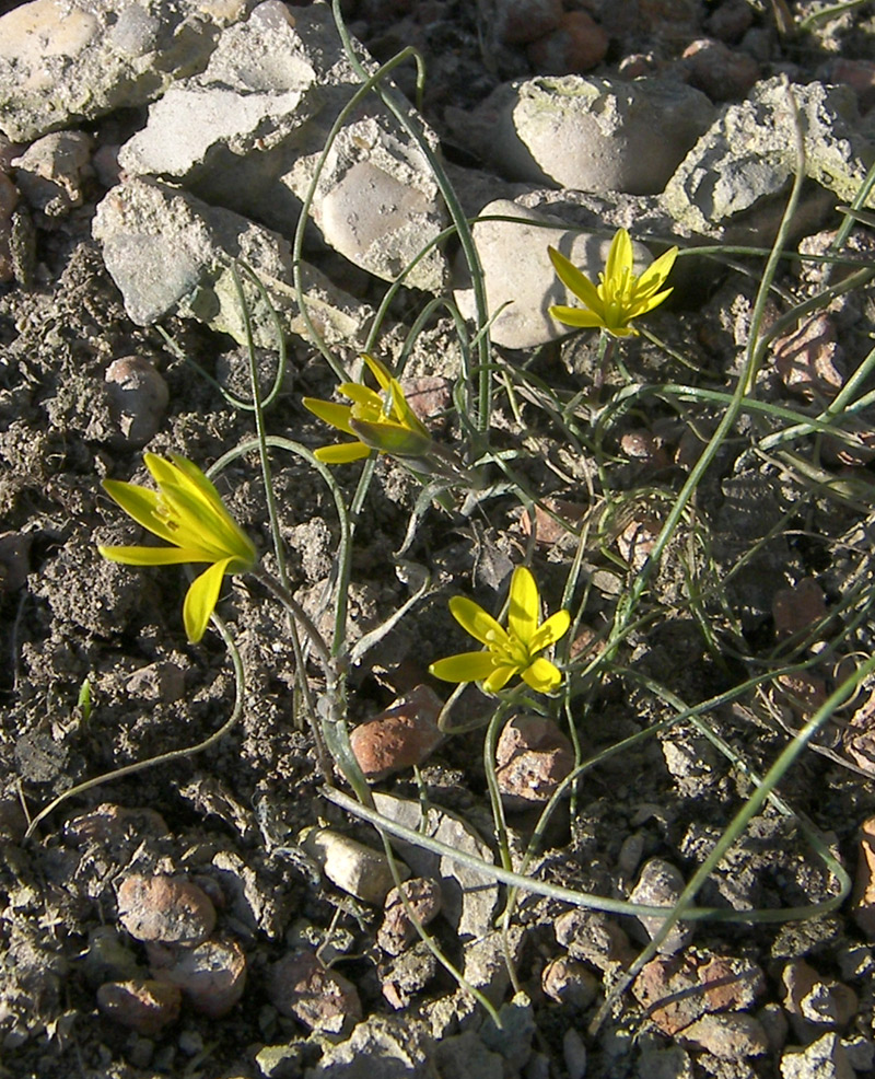 Image of Gagea chlorantha specimen.