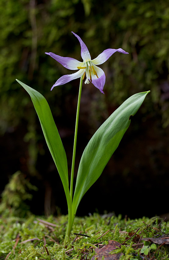Изображение особи Erythronium sibiricum.