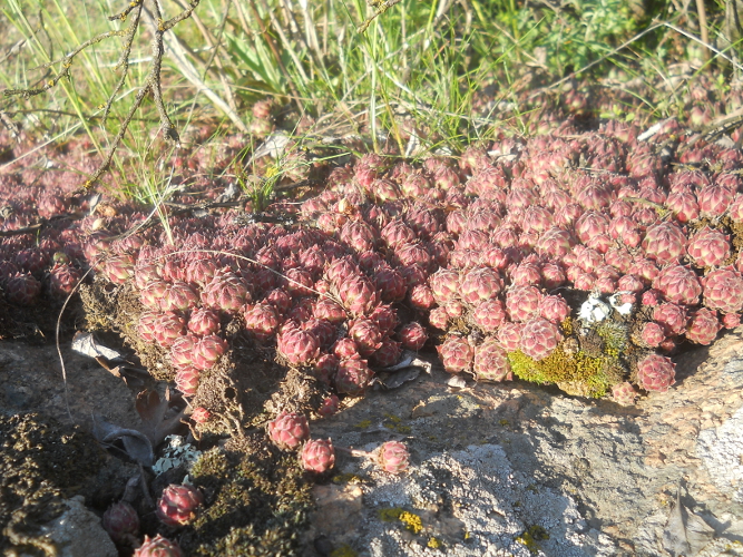 Image of Sempervivum ruthenicum specimen.