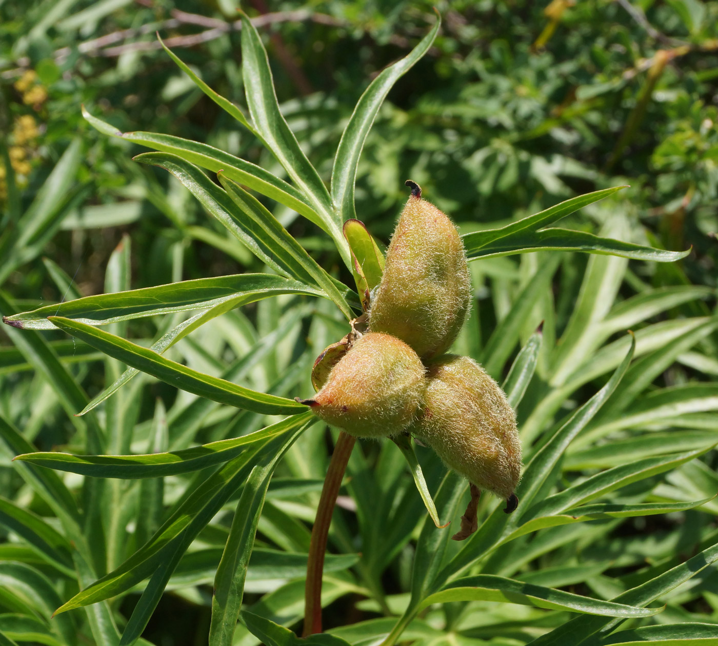 Изображение особи Paeonia hybrida.