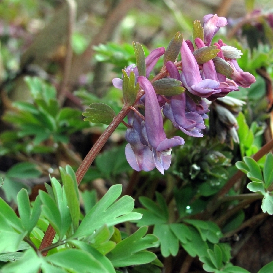 Изображение особи Corydalis solida.