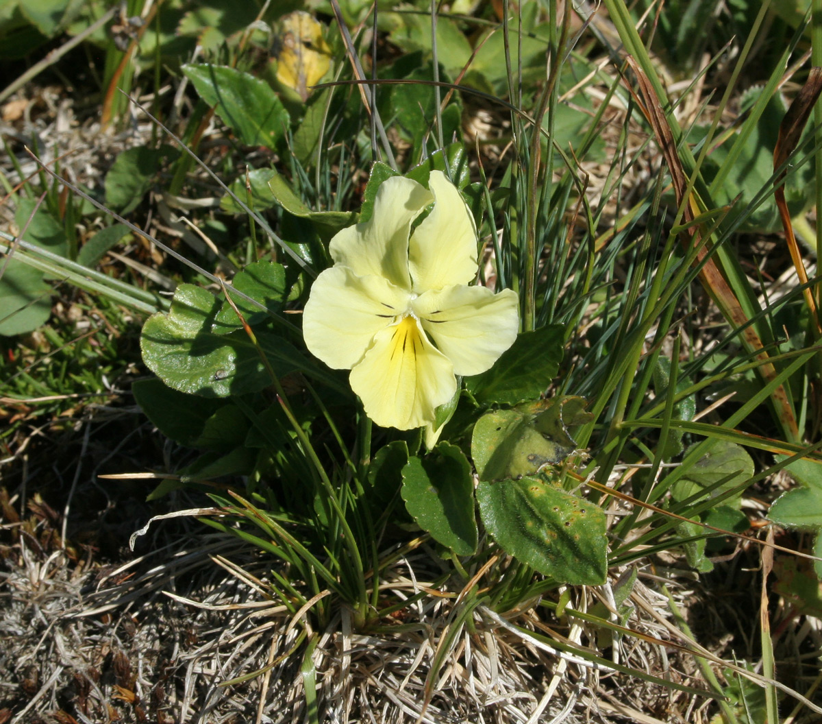 Изображение особи Viola altaica.