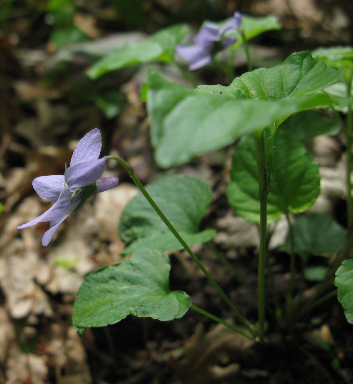 Image of Viola reichenbachiana specimen.