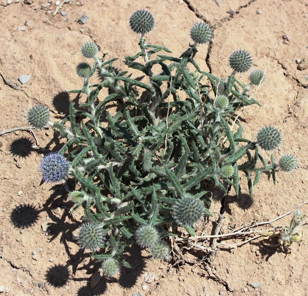 Image of Echinops nanus specimen.