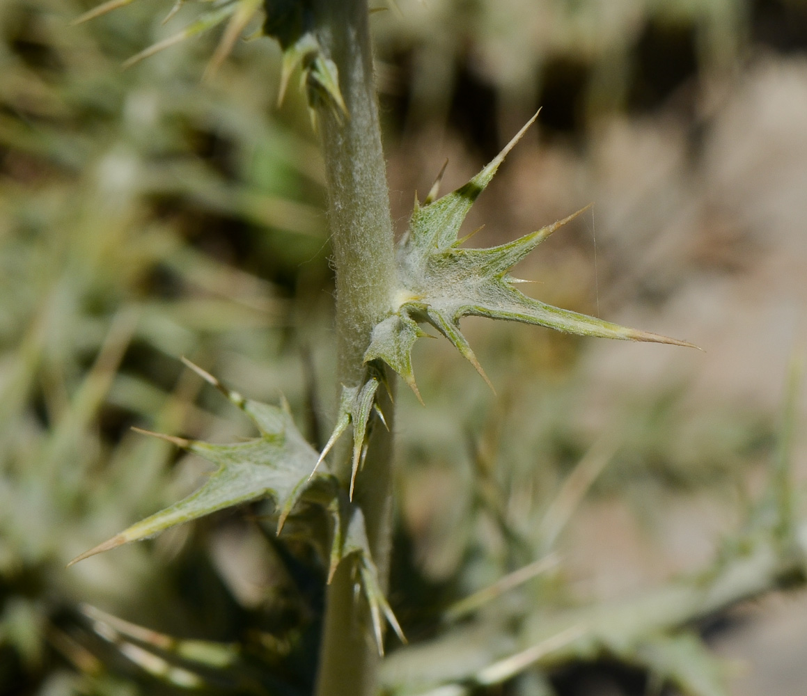 Image of Cousinia libanotica specimen.