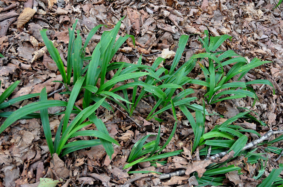 Image of Carex siderosticta specimen.