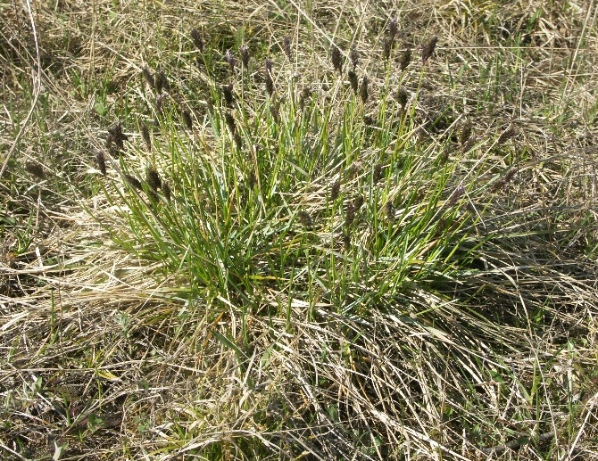 Image of Sesleria caerulea specimen.