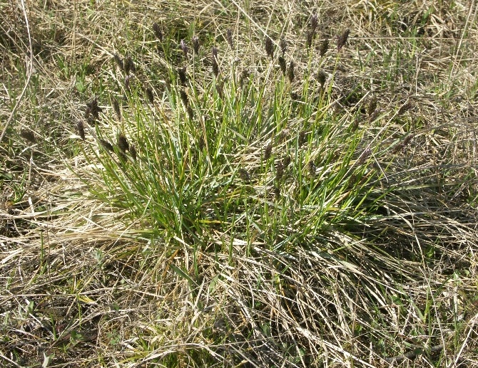 Изображение особи Sesleria caerulea.