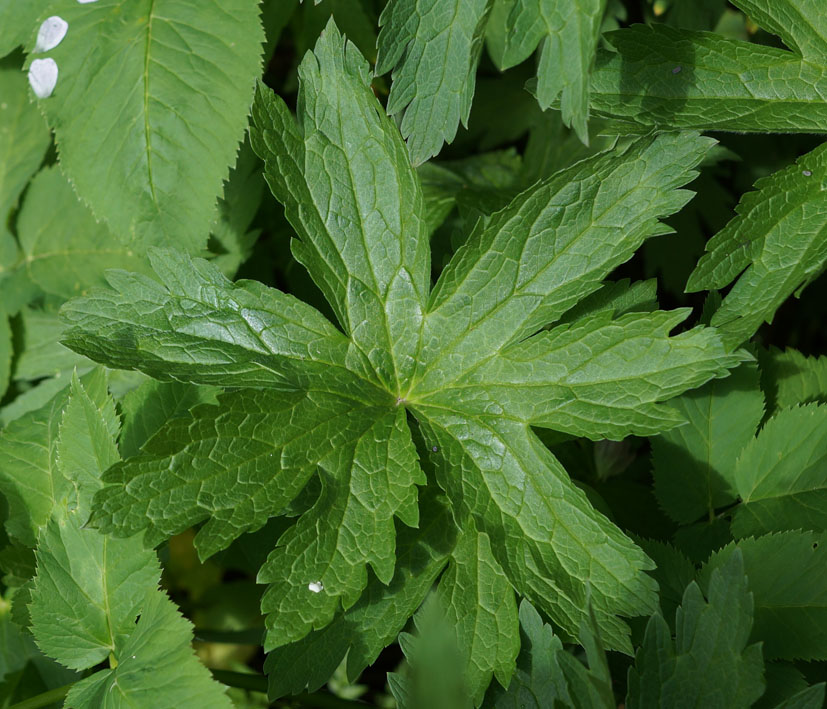 Изображение особи Geranium sylvaticum.