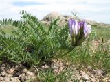 Astragalus masenderanus
