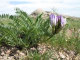 Astragalus skorniakowii. Цветущее растение. Южный Казахстан, Сырдарьинский Каратау, горы Улькунбурултау. 21 марта 2016 г.