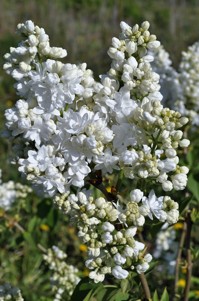 Изображение особи Syringa vulgaris.