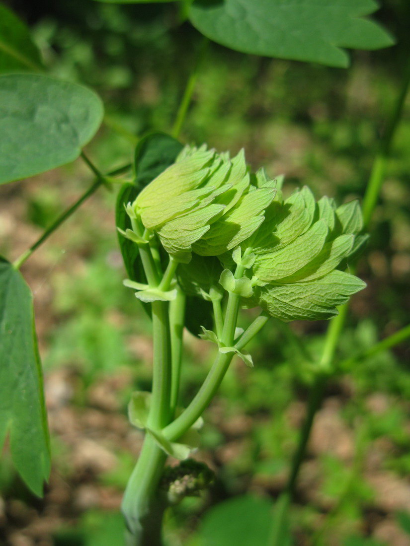 Изображение особи Thalictrum aquilegiifolium.