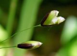 Melica uniflora