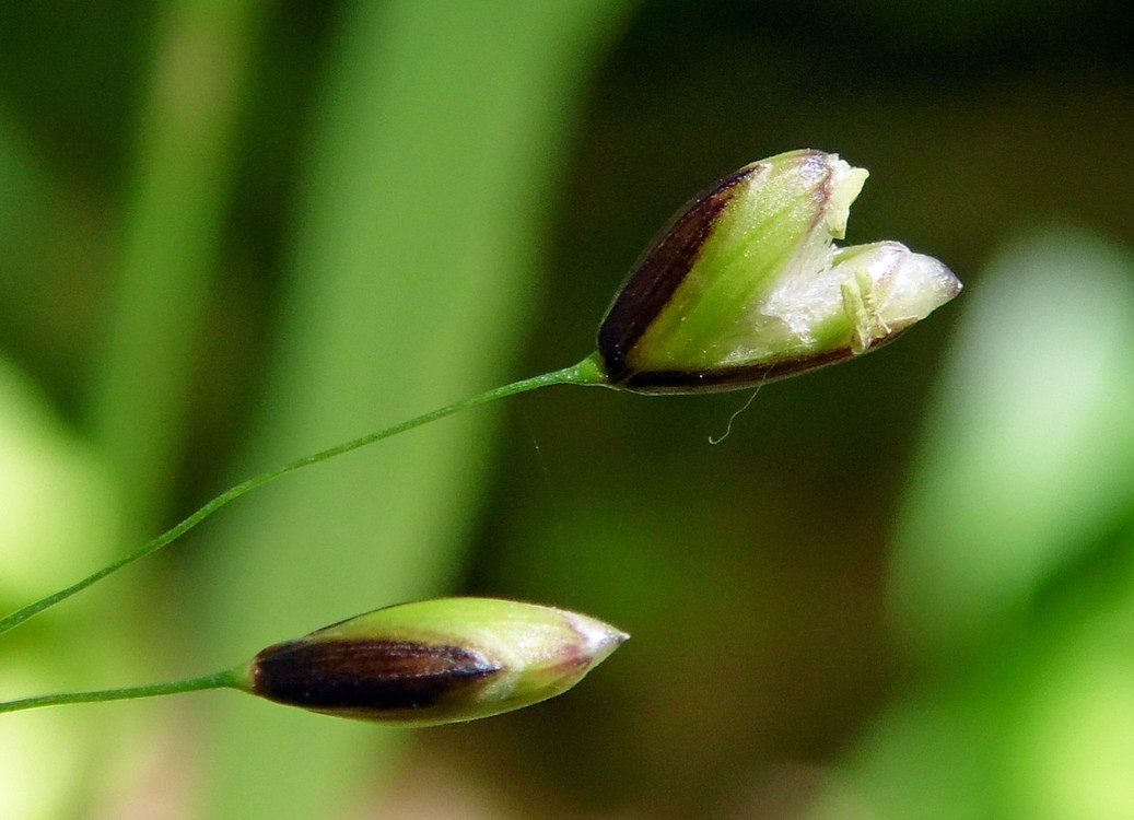 Изображение особи Melica uniflora.