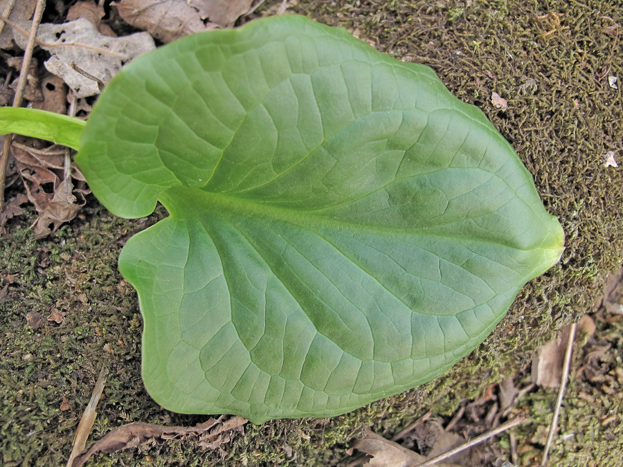 Image of Symplocarpus egorovii specimen.