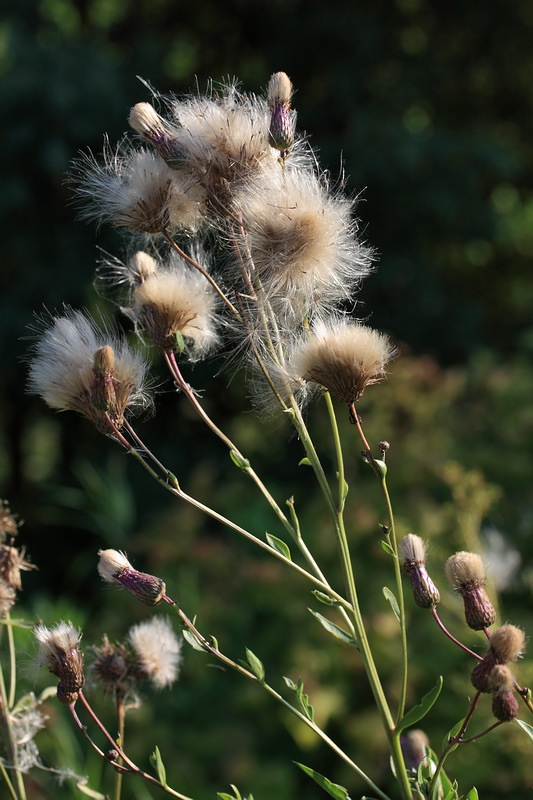 Image of Cirsium arvense specimen.