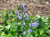 Mertensia virginica. Верхушки цветущих растений. США, Чикагский ботанический сад. 04.05.2008.