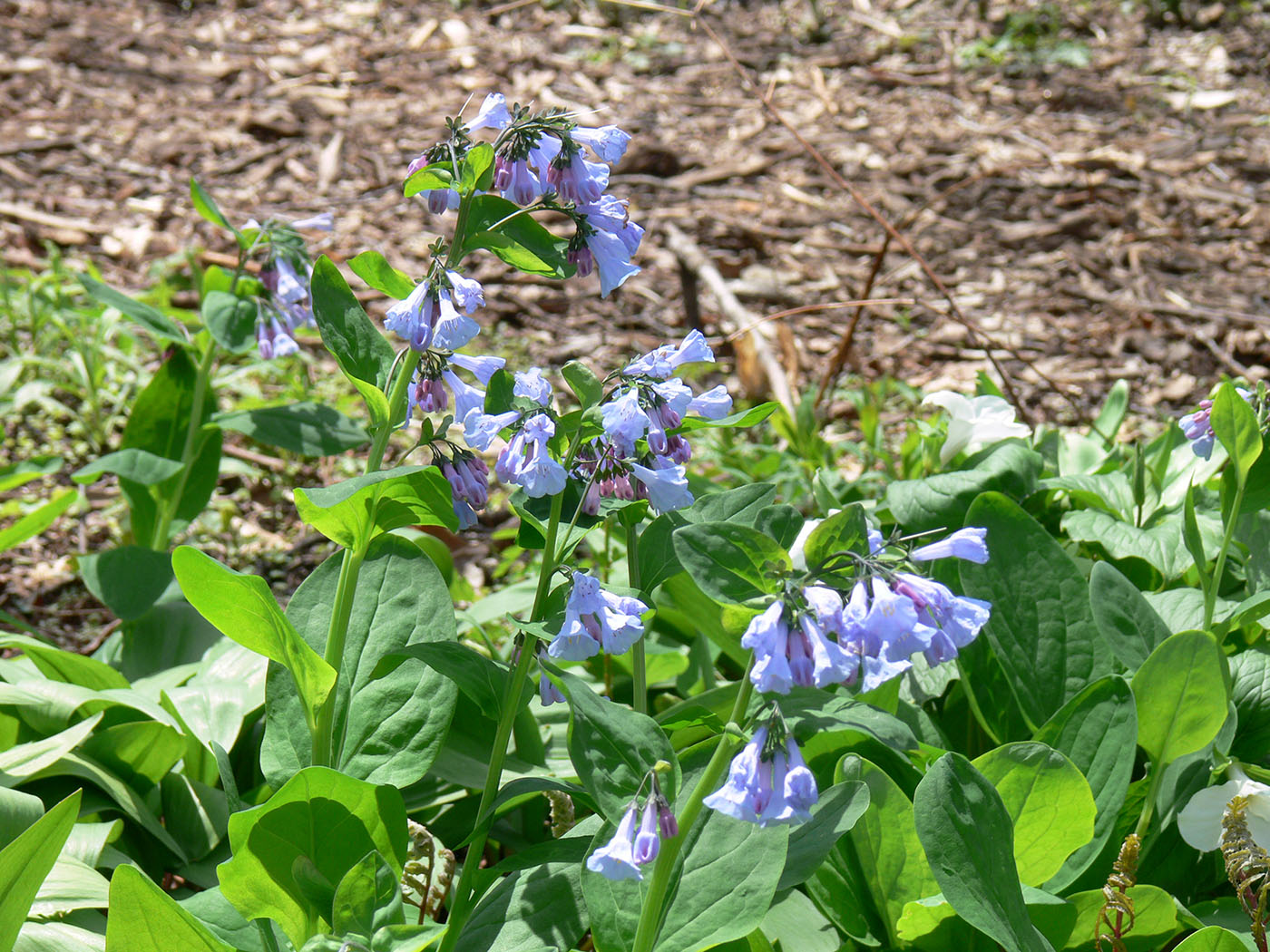 Изображение особи Mertensia virginica.