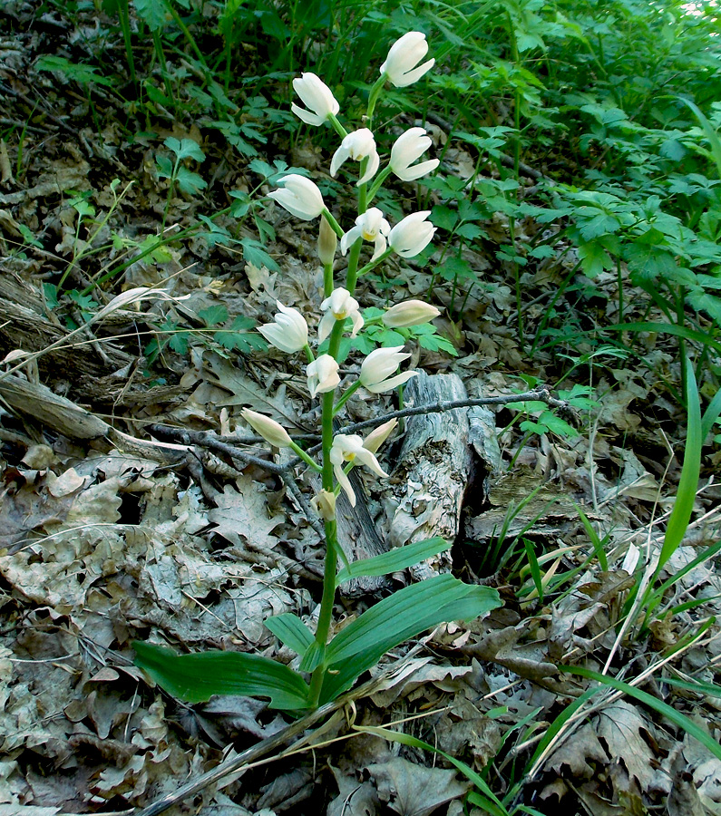 Изображение особи Cephalanthera longifolia.