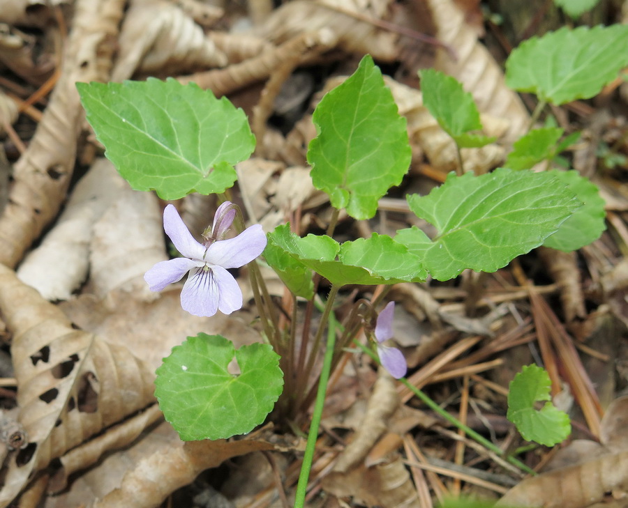 Image of Viola selkirkii specimen.