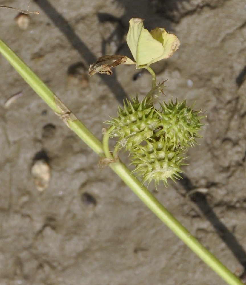 Image of genus Medicago specimen.