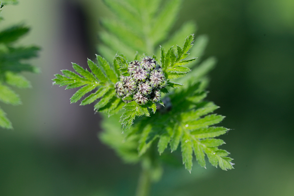 Image of Pyrethrum corymbosum specimen.