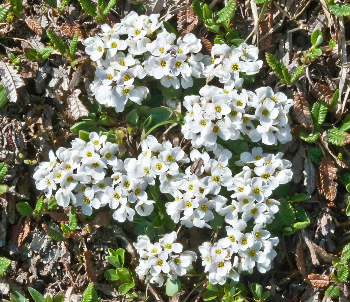 Image of Noccaea pumila specimen.