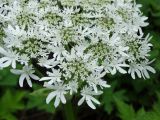 Heracleum moellendorffii. Часть соцветия. Приморье, окр. г. Находка, у лесной дороги. 09.06.2016.