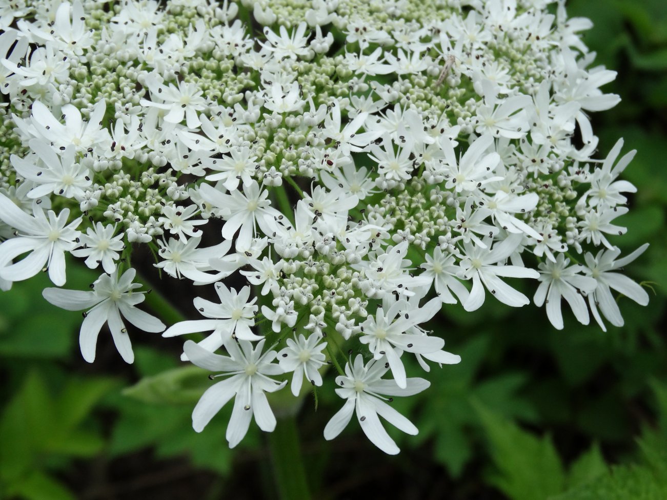 Изображение особи Heracleum moellendorffii.