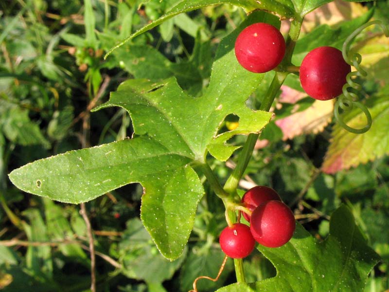 Изображение особи Bryonia dioica.