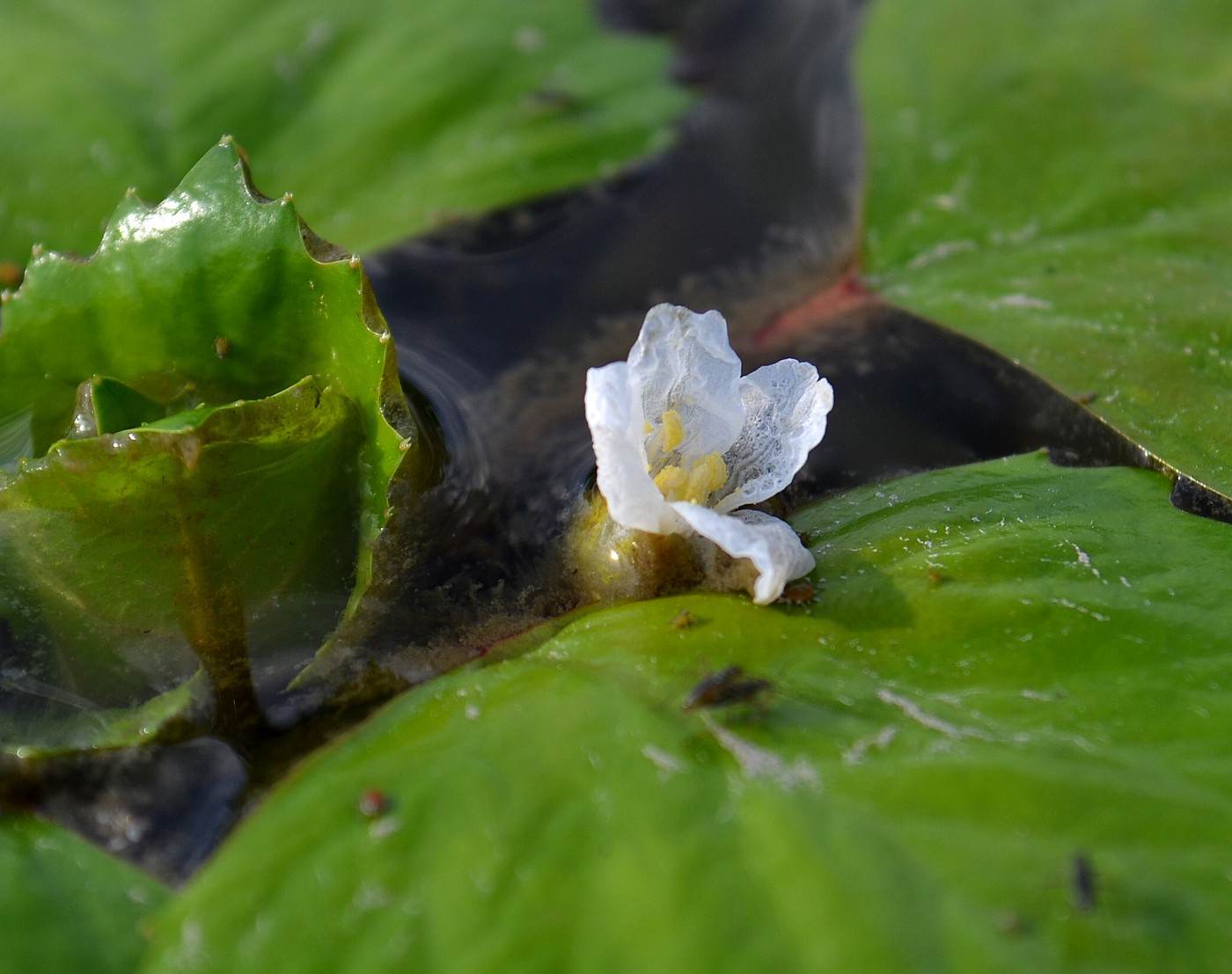 Image of genus Trapa specimen.