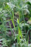 Brachypodium pinnatum