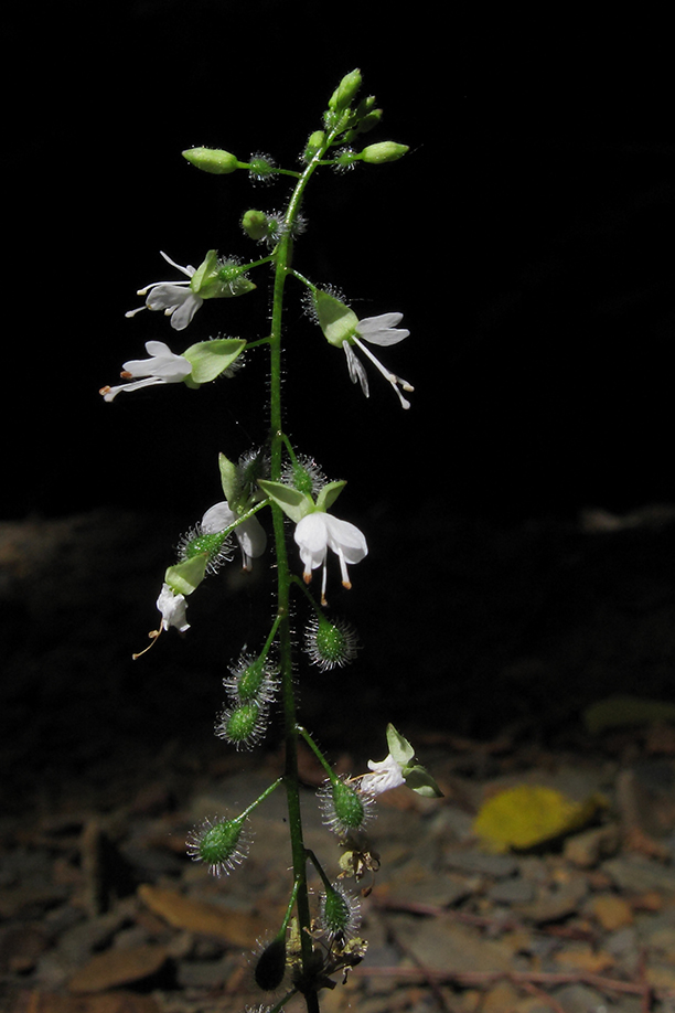 Image of Circaea lutetiana specimen.