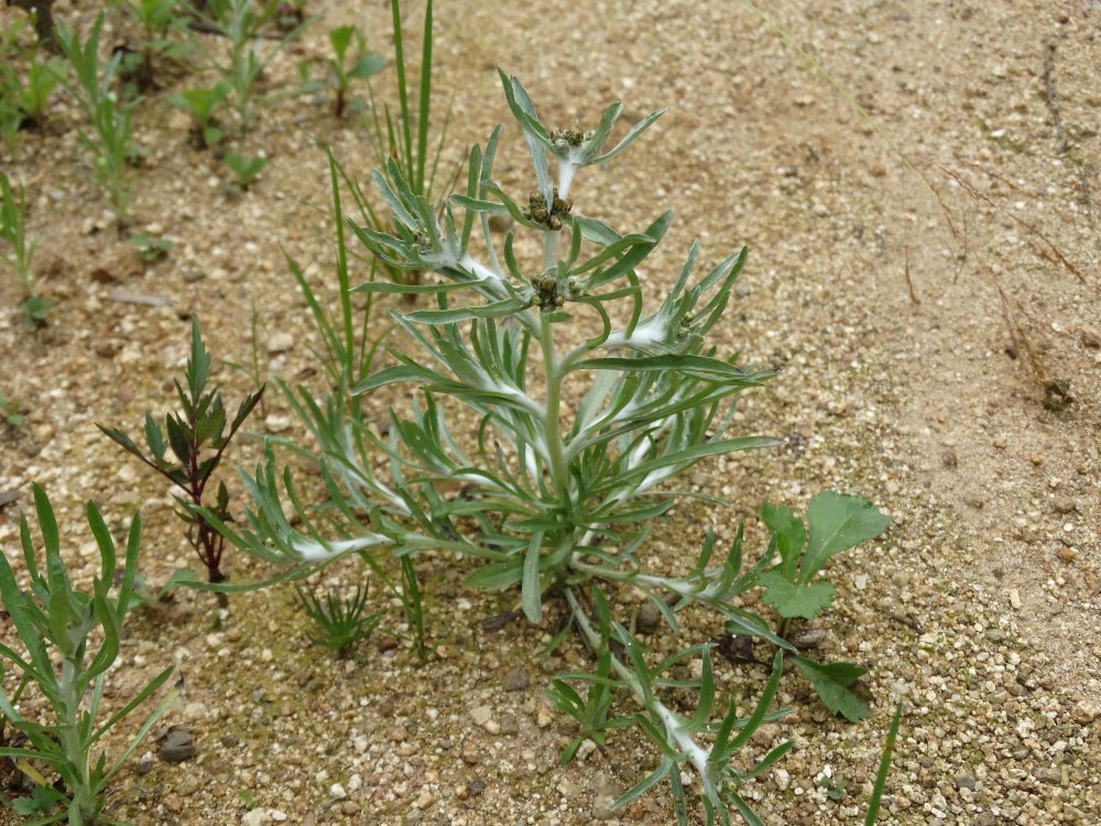 Изображение особи Gnaphalium uliginosum.