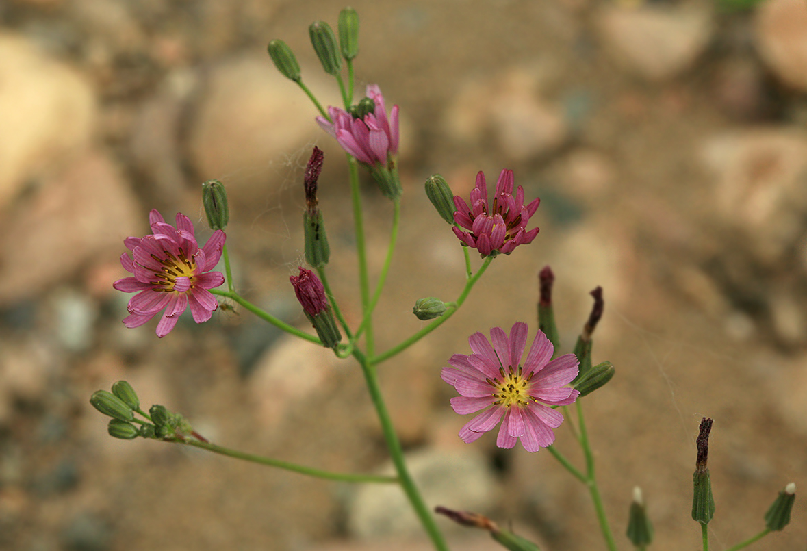 Image of Ixeridium gramineum specimen.