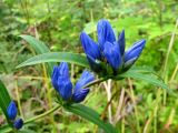 Gentiana triflora